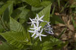 Louisiana bluestar